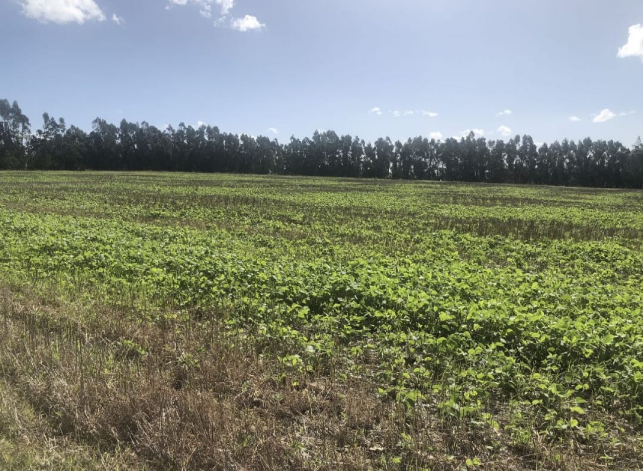 CAMPO DE 43 HECTAREAS EN ESTACION CHAPADMALAL, BATAN VENDE O PERMUTA